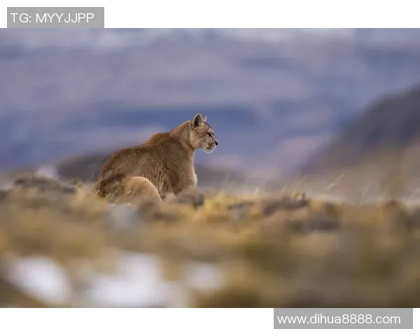 2018年阿特拉斯与美洲狮精彩对决回顾与分析